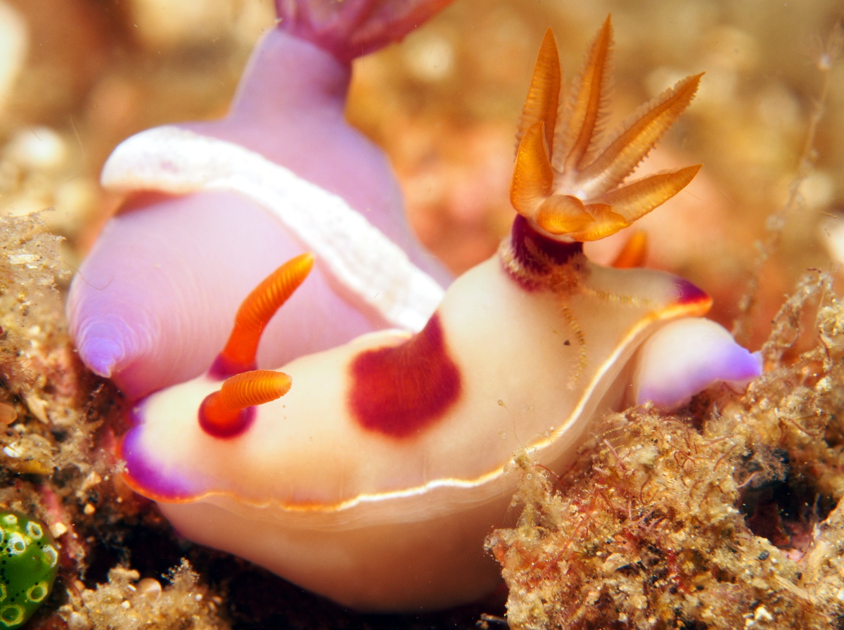 Bullock's Hypselodoris - Hypselodoris bullockii
