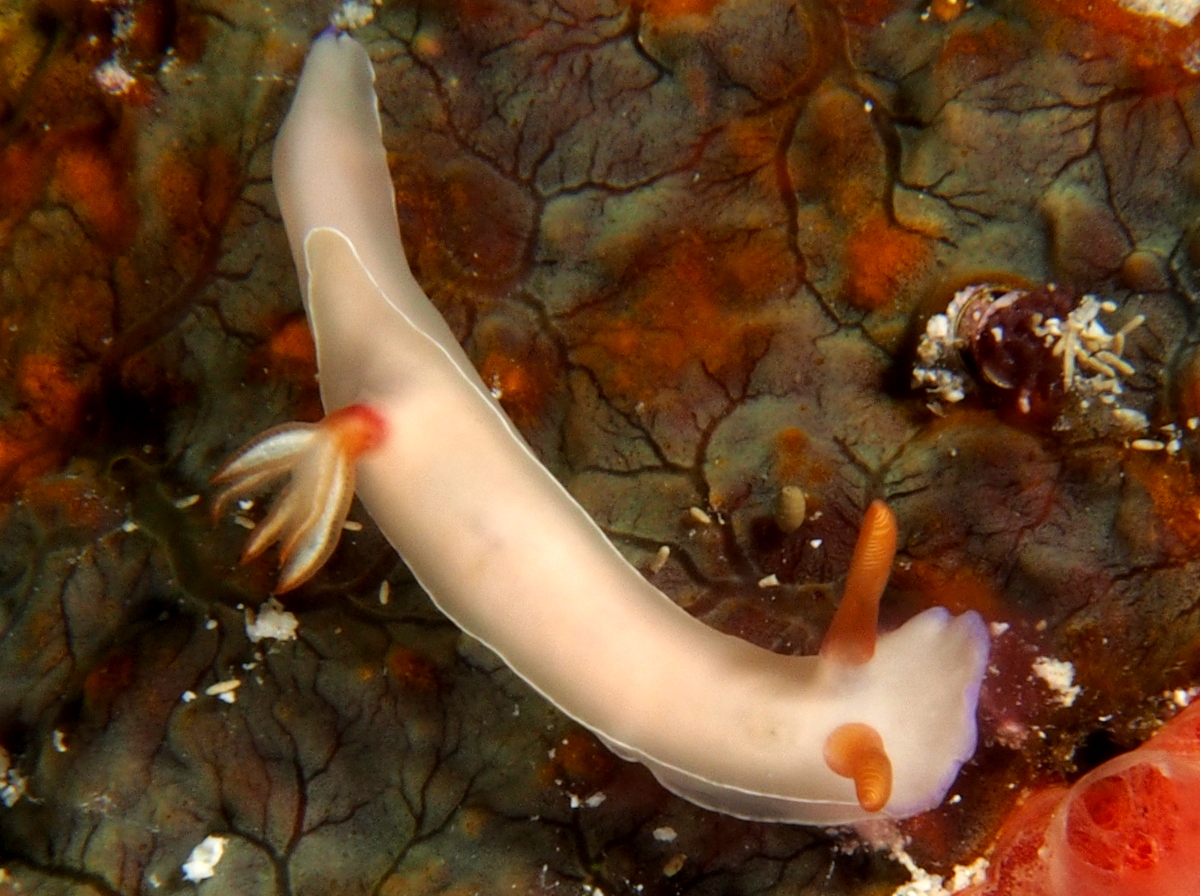 Bullock's Hypselodoris - Hypselodoris bullockii