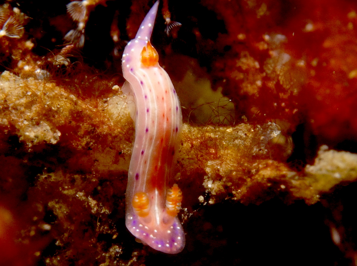Spotted hypselodoris - Hypselodoris maculosa