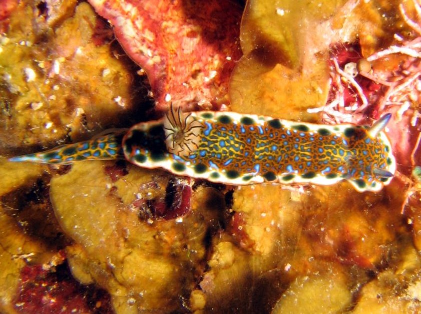 Purple-Spotted Sea Goddess - Hypselodoris marci