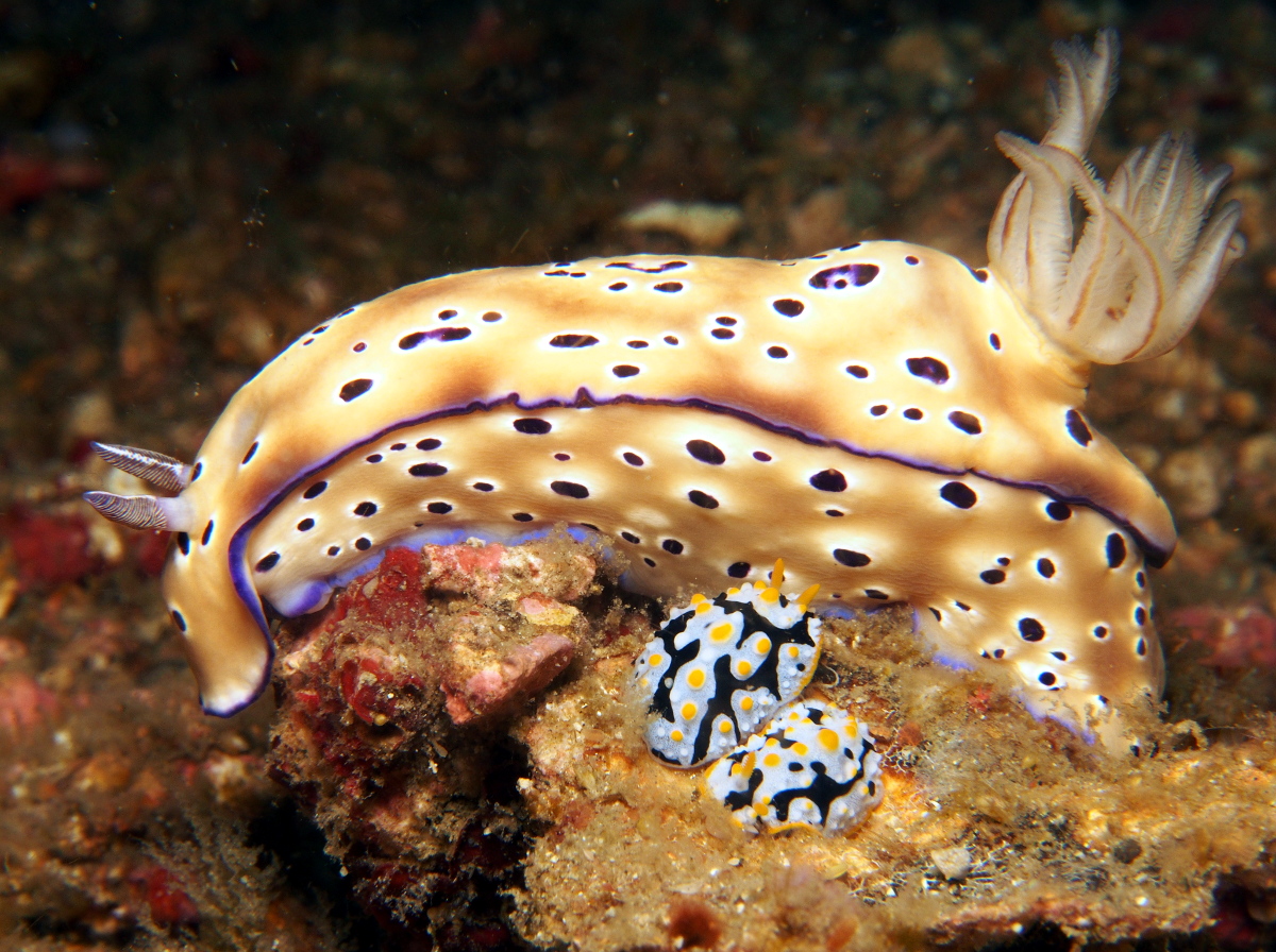 Tryon's Risbecia - Hypselodoris tryoni