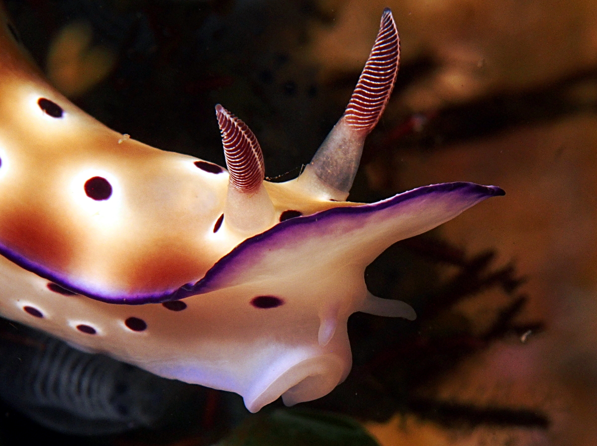Tryon's Risbecia - Hypselodoris tryoni