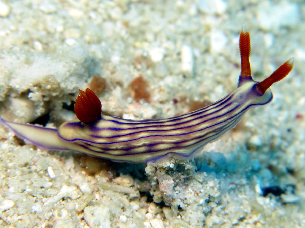 White's Hypselodoris - Hypselodoris whitei - Dumaguete, Philippines