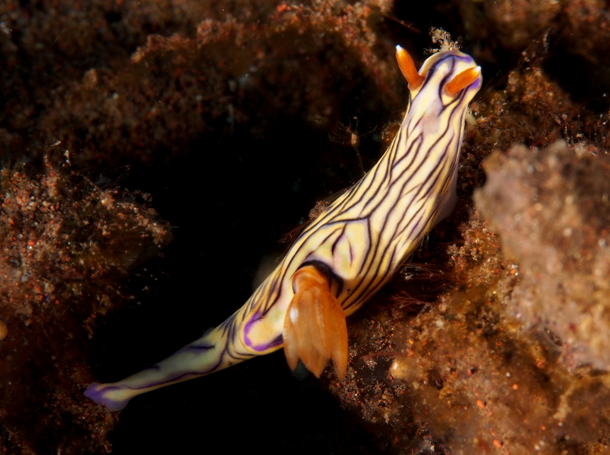 West Wind Hypselodoris - Hypselodoris zephyra