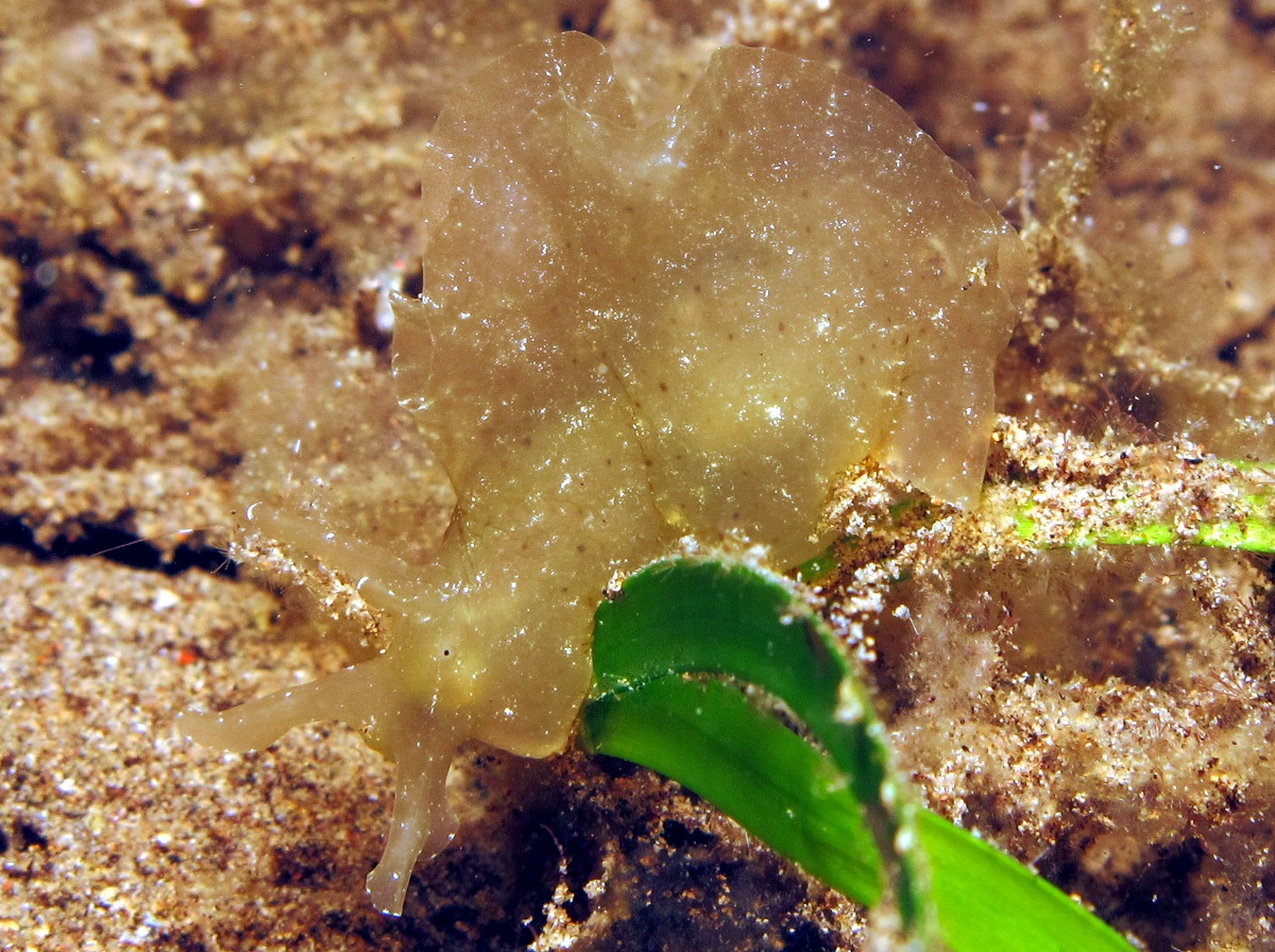 Indian Sea Hare - Notarchus indicus