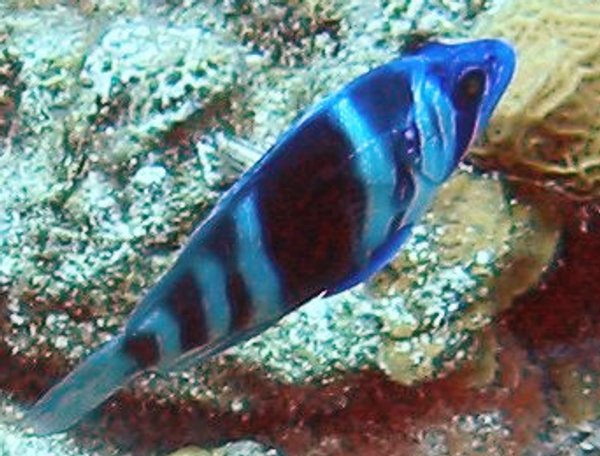 Indigo Hamlet - Hypoplectrus indigo