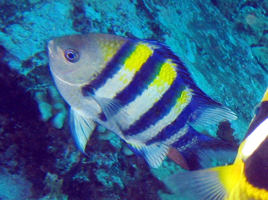 Indo-Pacific Sergeant - Abudefduf vaigiensis
