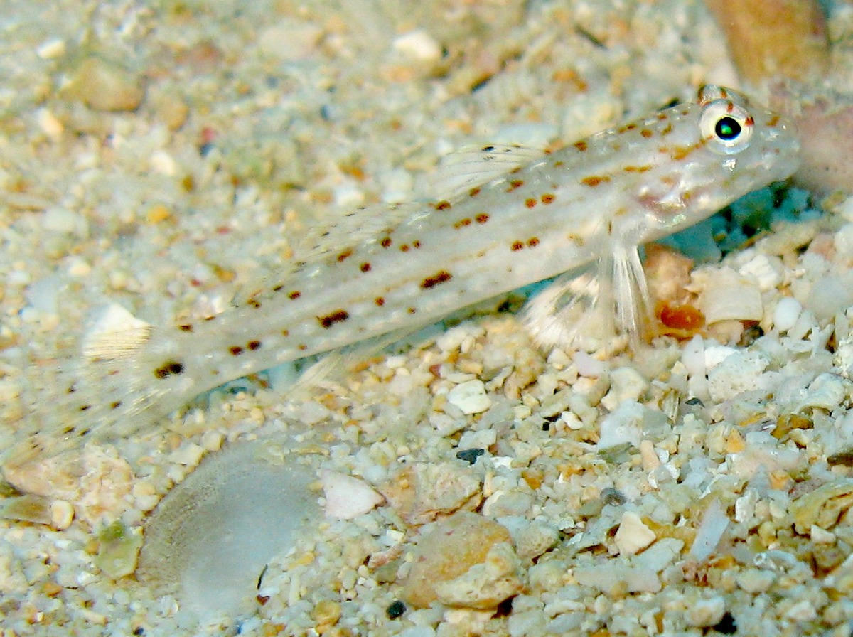 Orangespotted Sandgoby - Istigobius rigilius - Yap, Micronesia