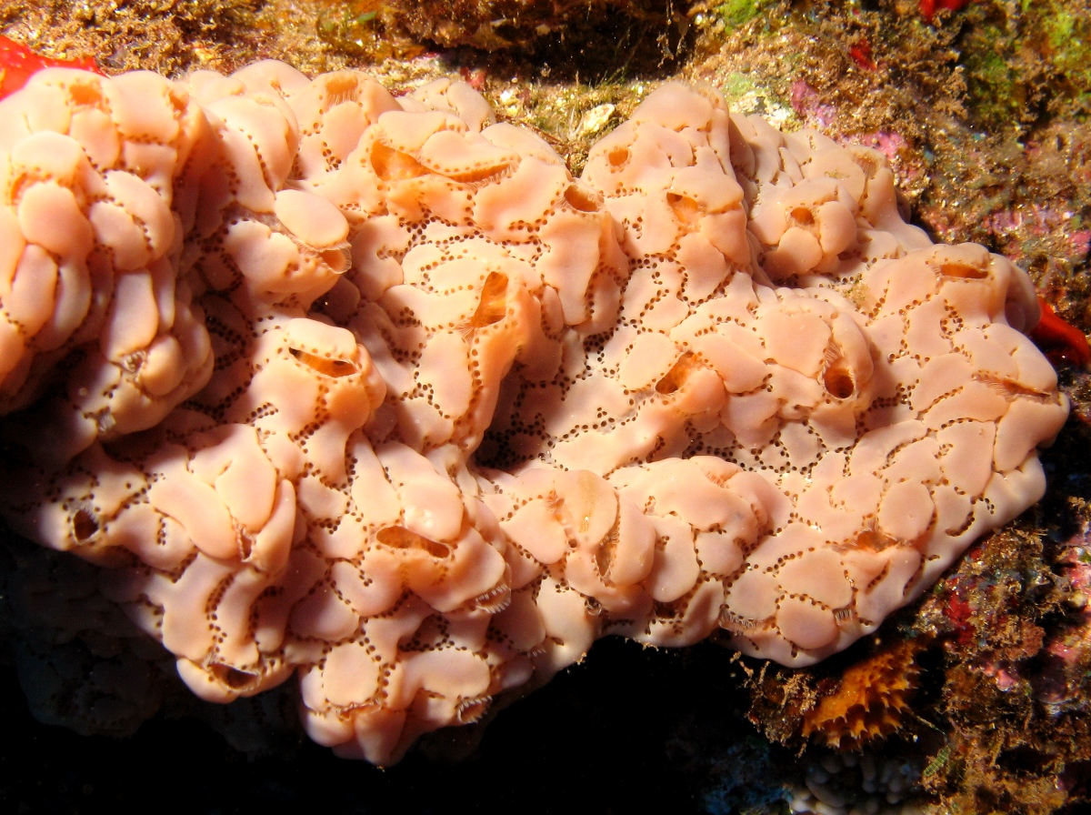 Ivory Tunicate - Aplidium sp.