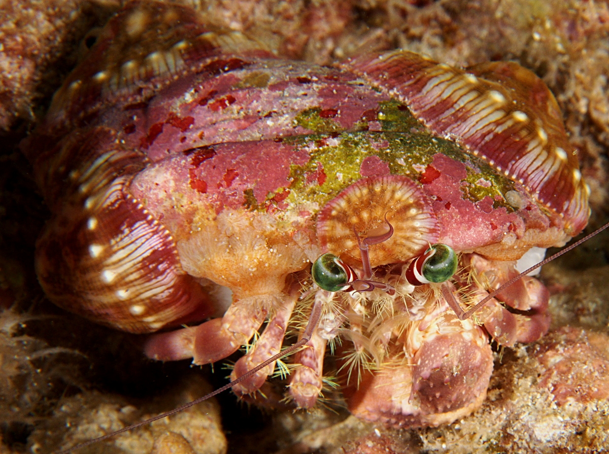 Jeweled Anemone Hermit Crab - Dardanus pedunculatus