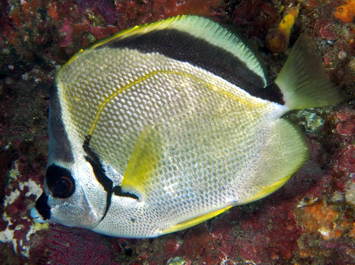 Blacknosed Butterflyfish - Johnrandallia nigrirostris