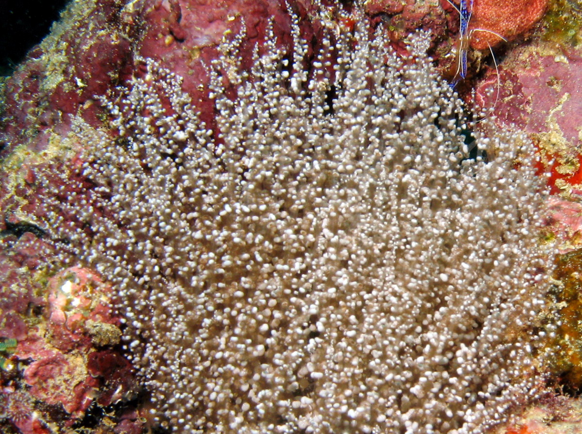 Knobby Anemone - Laviactis lucida