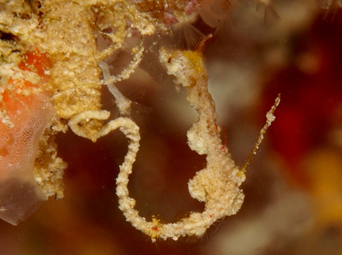 Thread Pipefish - Kyonemichthys rumengani