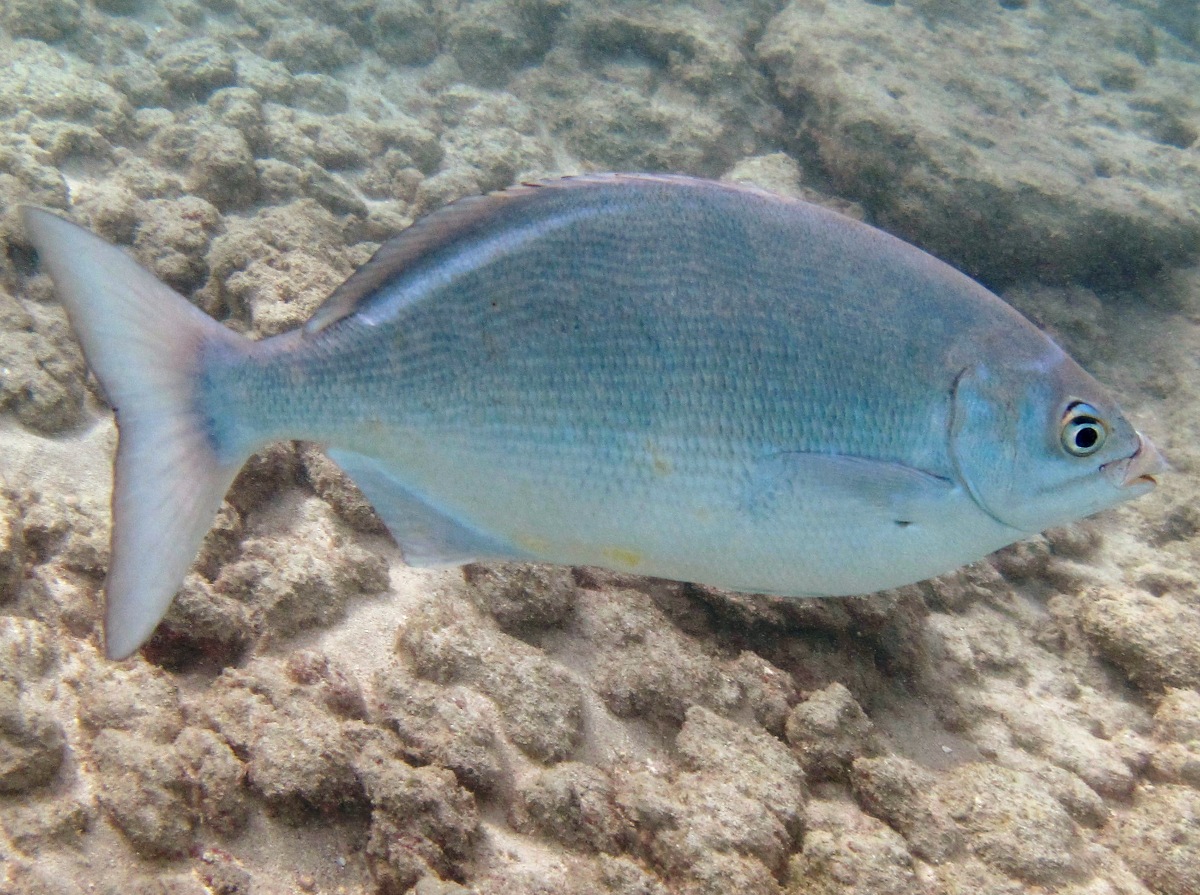 Pacific Chub - Kyphosus sandwicensis - Oahu, Hawaii