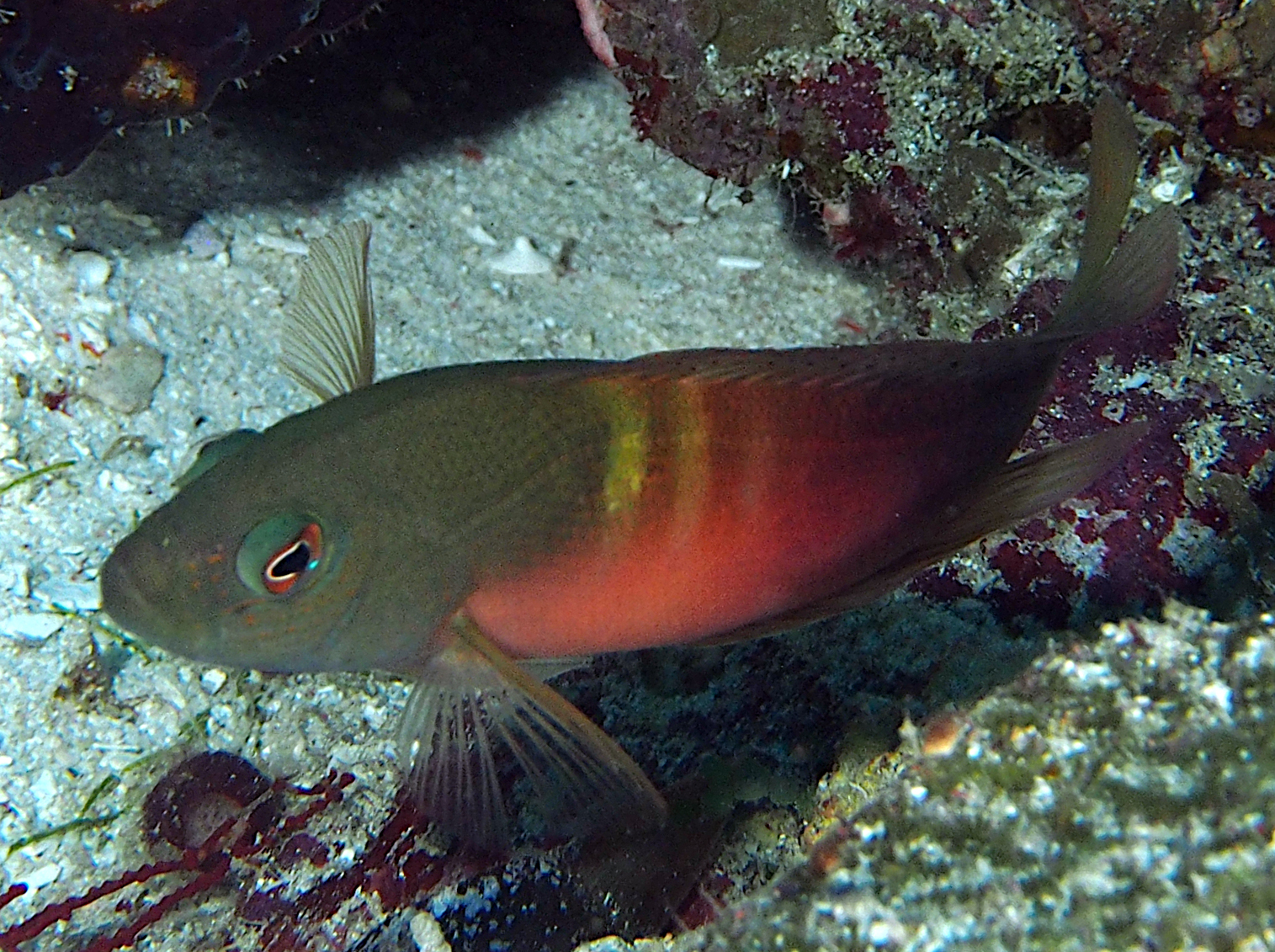 Firetail Dottyback - Labracinus cyclophthalmus