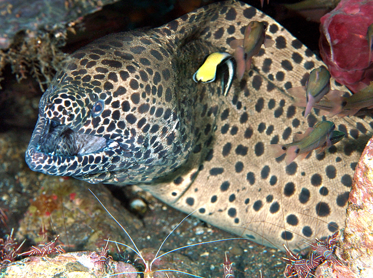 Laced moray Eel - Gymnothorax favagineus