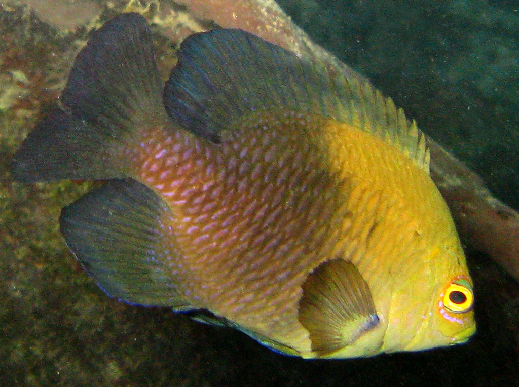 Lagoon Damselfish - Hemiglyphidodon plagiometopon - Yap, Micronesia