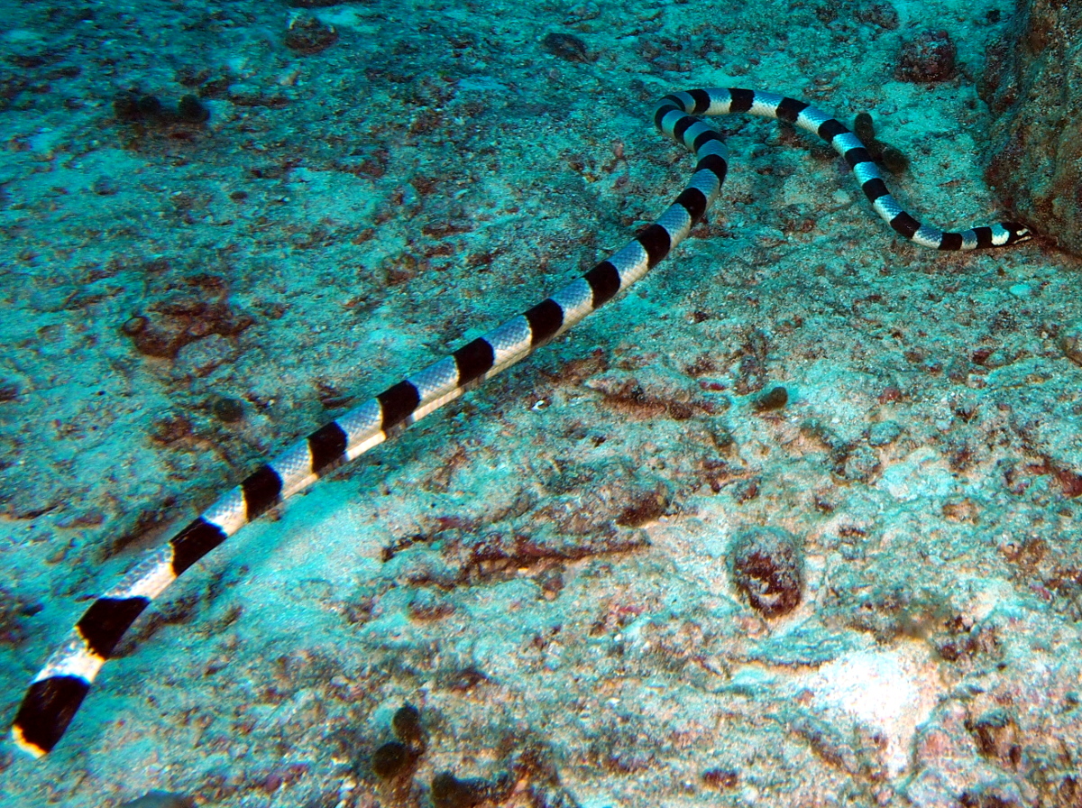 Banded Sea Krait - Laticauda colubrina