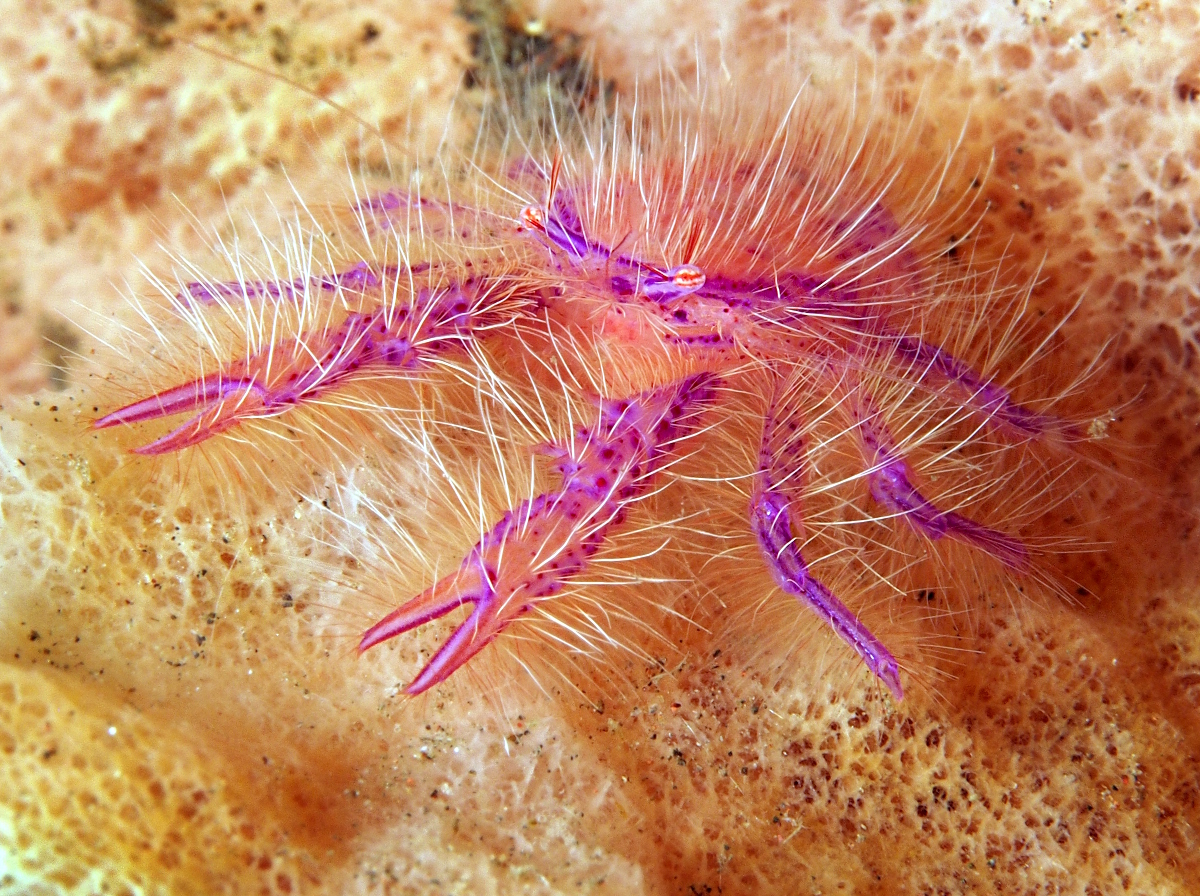 Hairy Squat Lobster - Lauriea siagiani