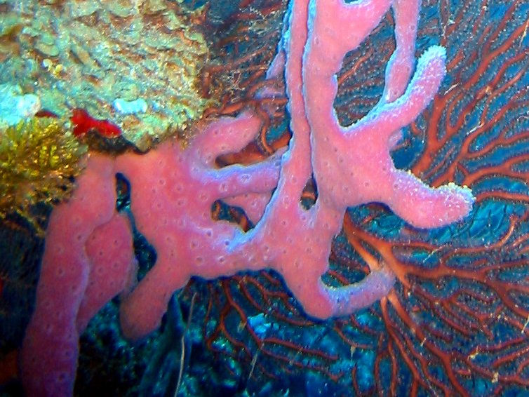 Lavender Rope Spounge - Niphates erecta