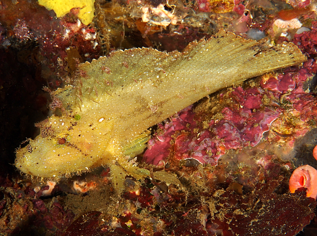 Leaf Scorpionfish - Taenianotus triacanthus