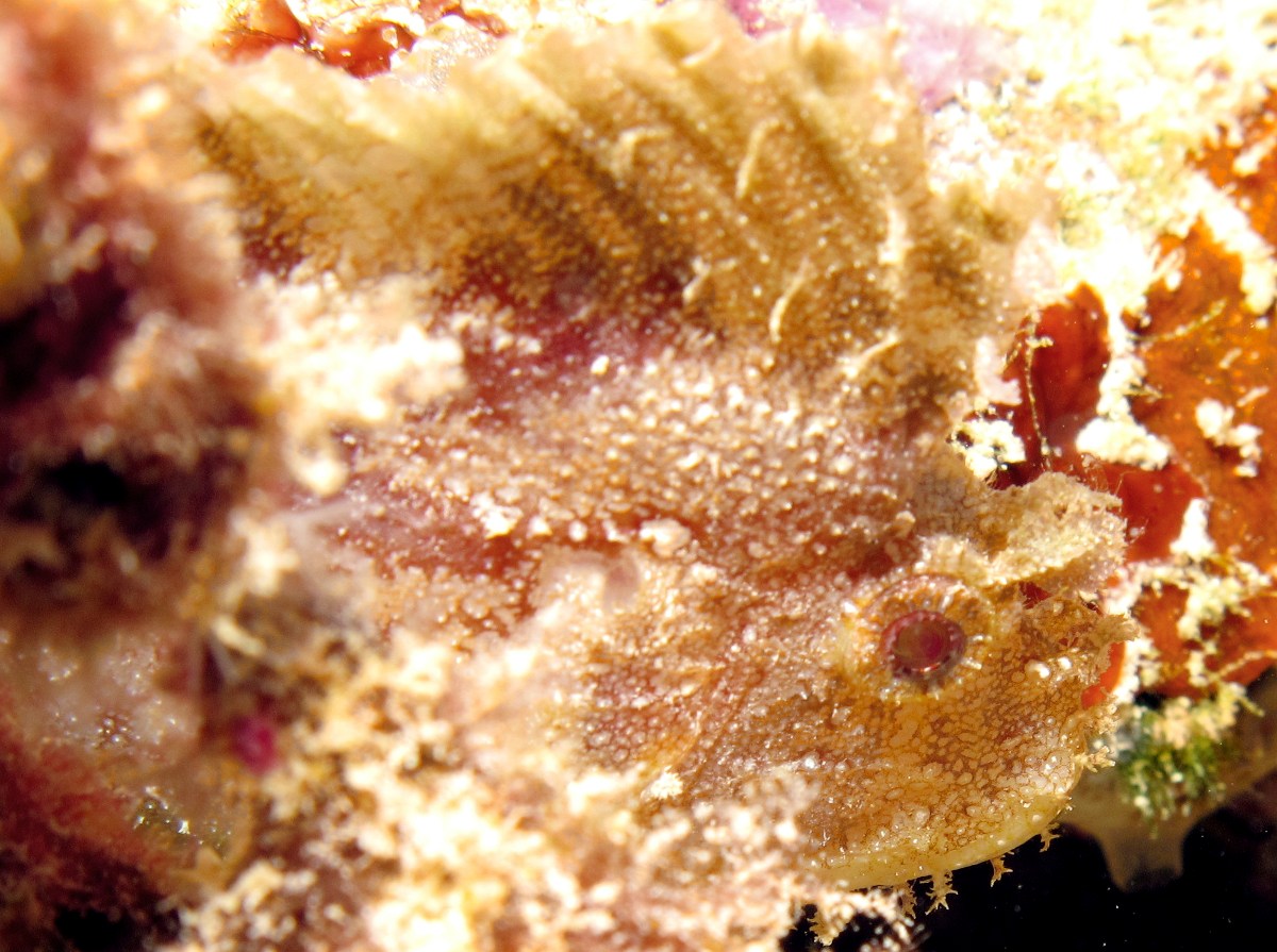 Leaf Scorpionfish - Taenianotus triacanthus