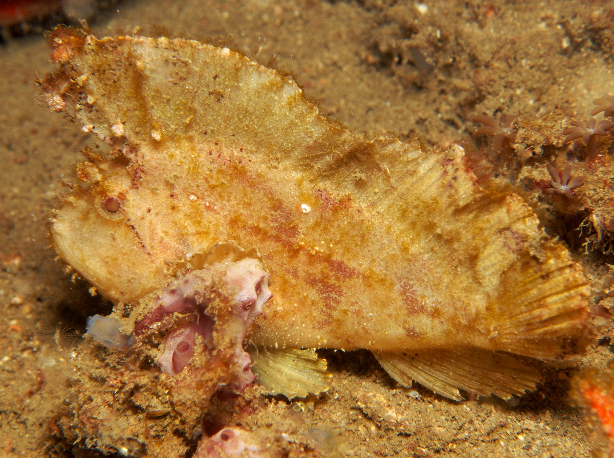Leaf Scorpionfish - Taenianotus triacanthus