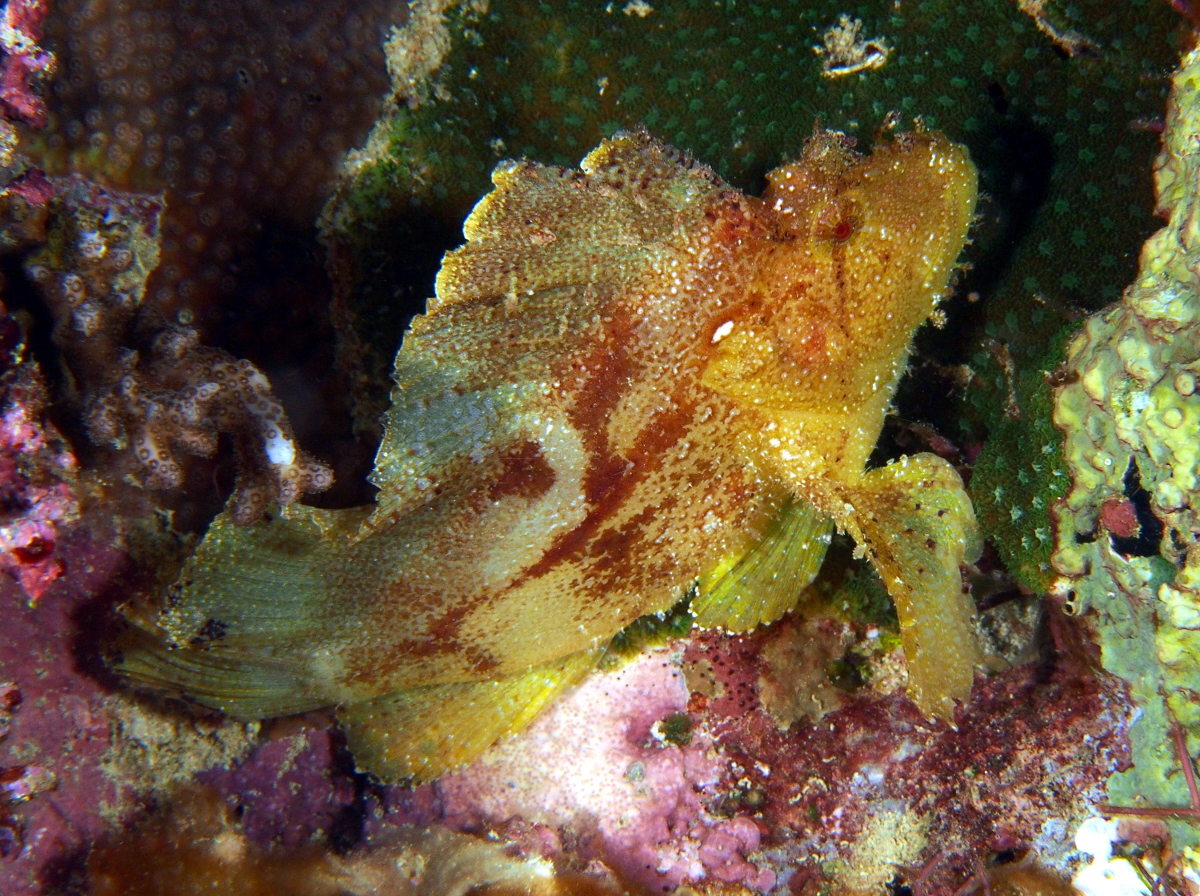 Leaf Scorpionfish - Taenianotus triacanthus