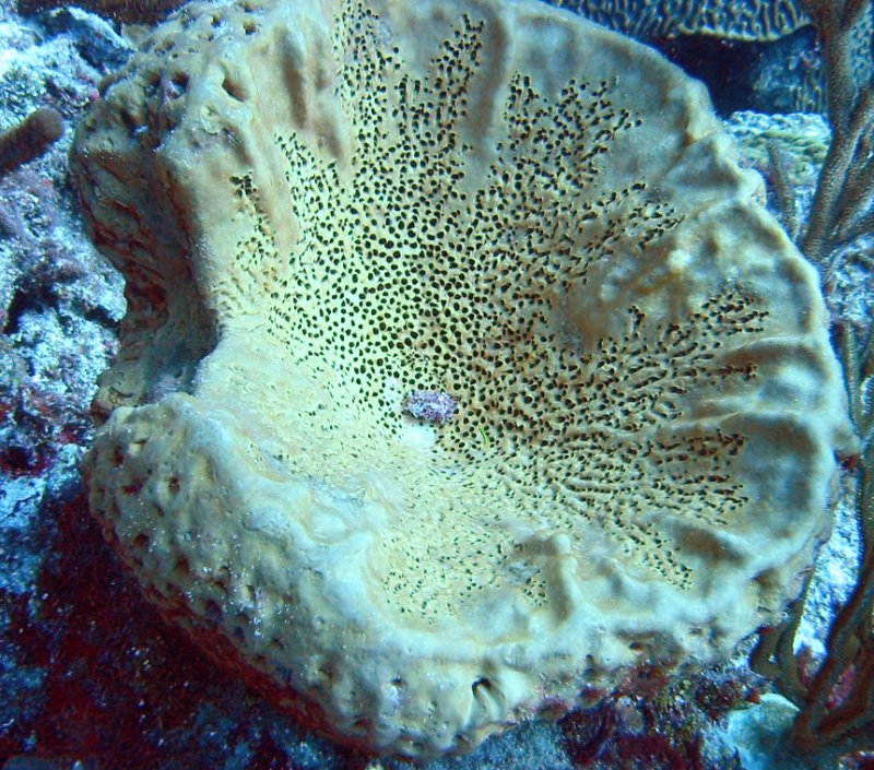 Leathery Barrel Sponge - Geodia neptuni