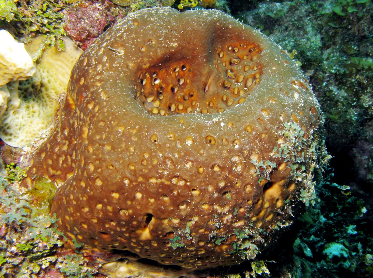 Leathery Barrel Sponge - Geodia neptuni