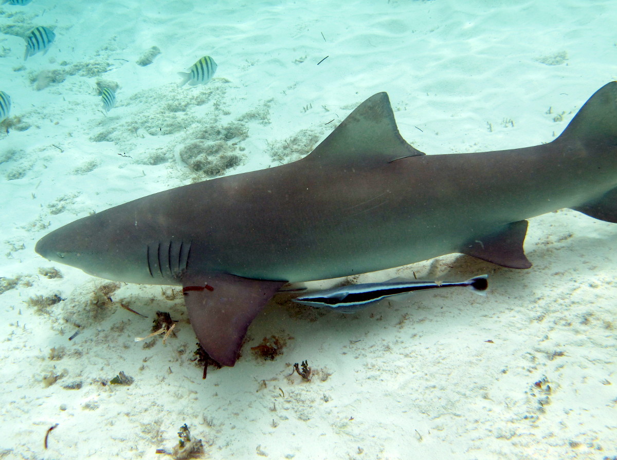 Lemon Shark - Negaprion brevirostris