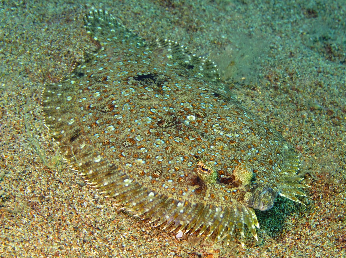 Leopard Flounder - Bothus pantherinus