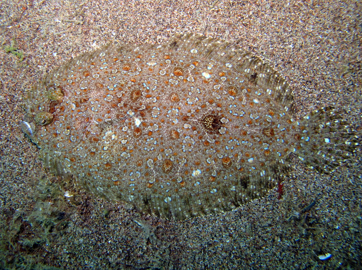 Leopard Flounder - Bothus pantherinus