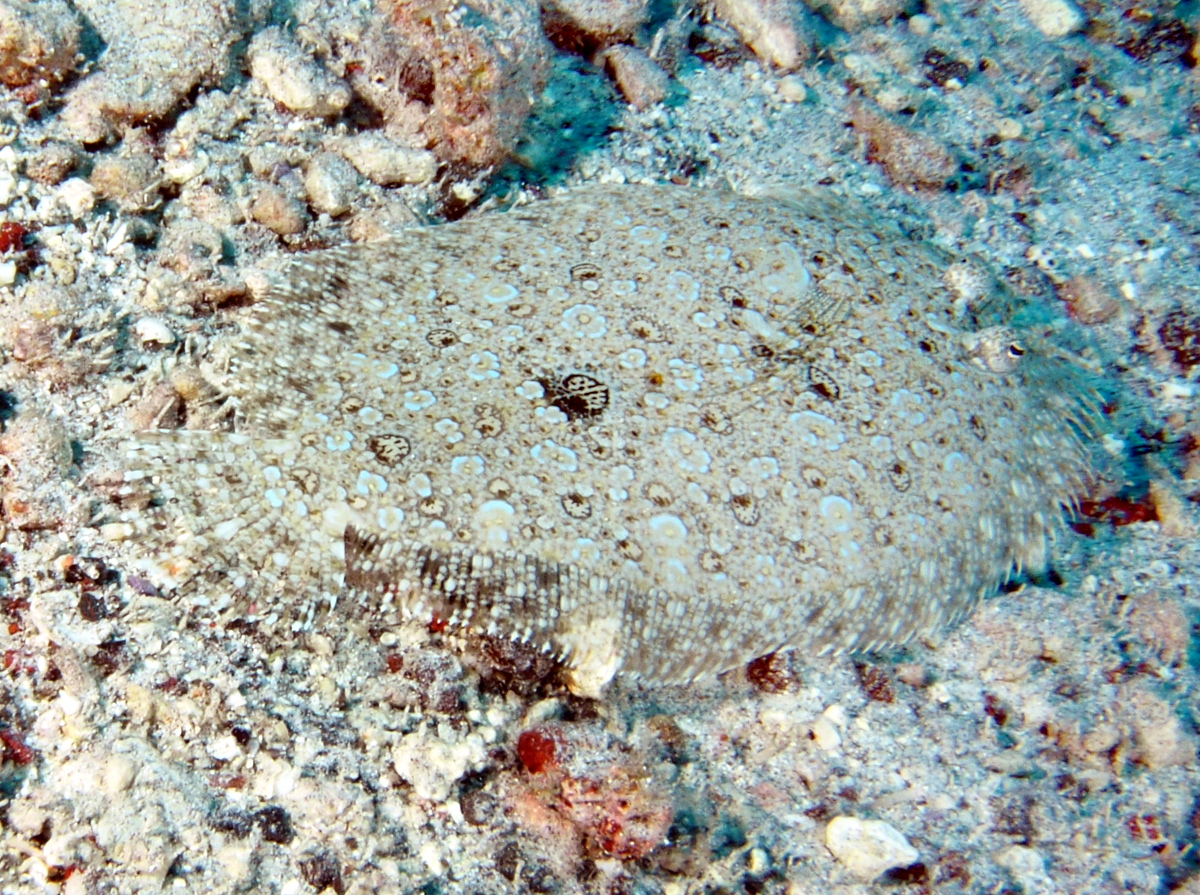 Leopard Flounder - Bothus pantherinus