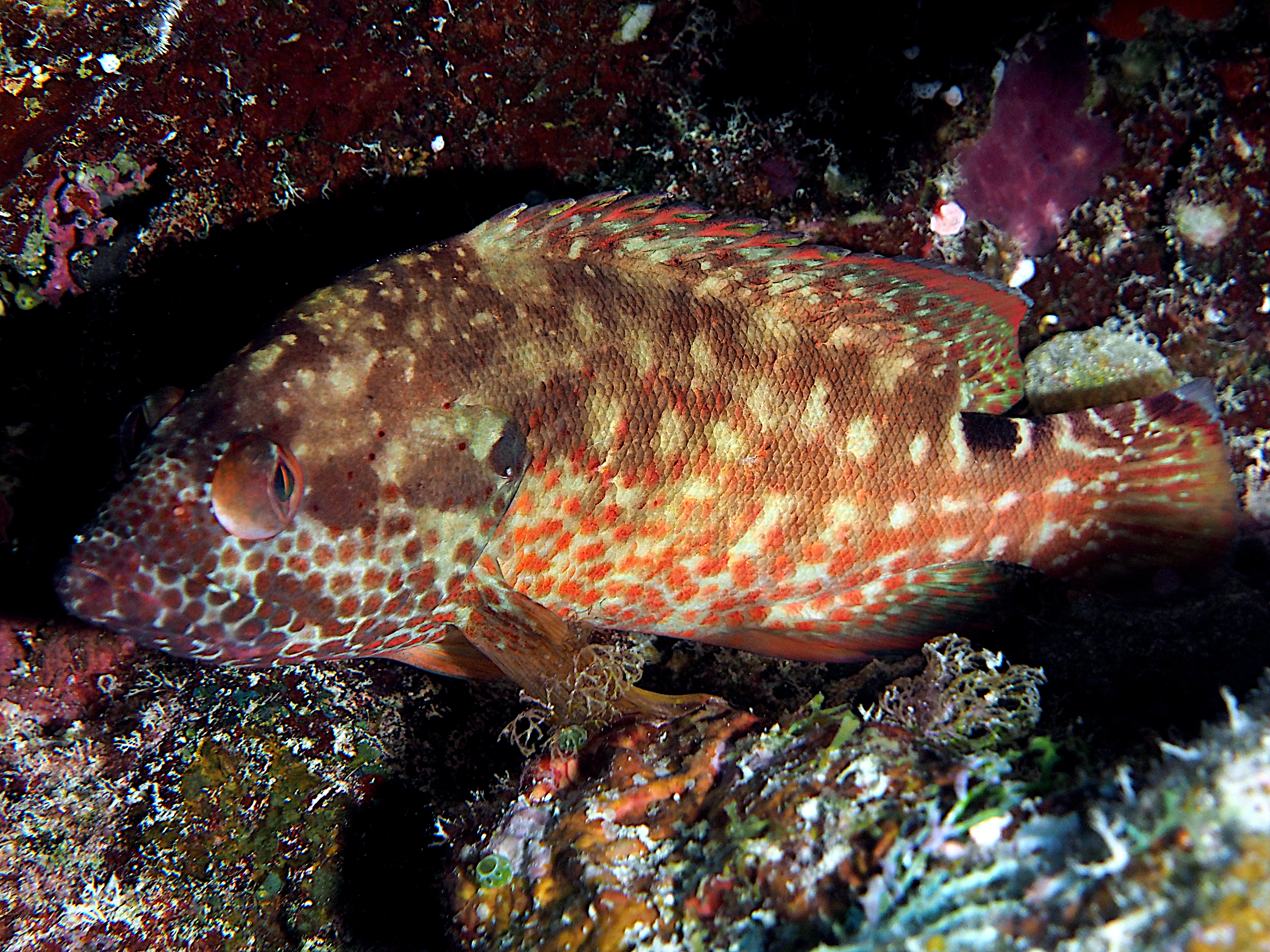 Leopard Hind - Cephalopholis leopardus