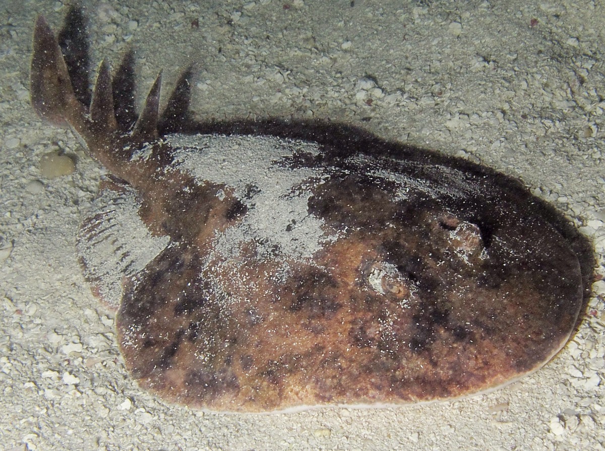 Lesser Electric Ray - Narcine brasiliensis