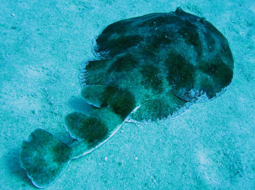 Lesser Electric Ray - Narcine brasiliensis