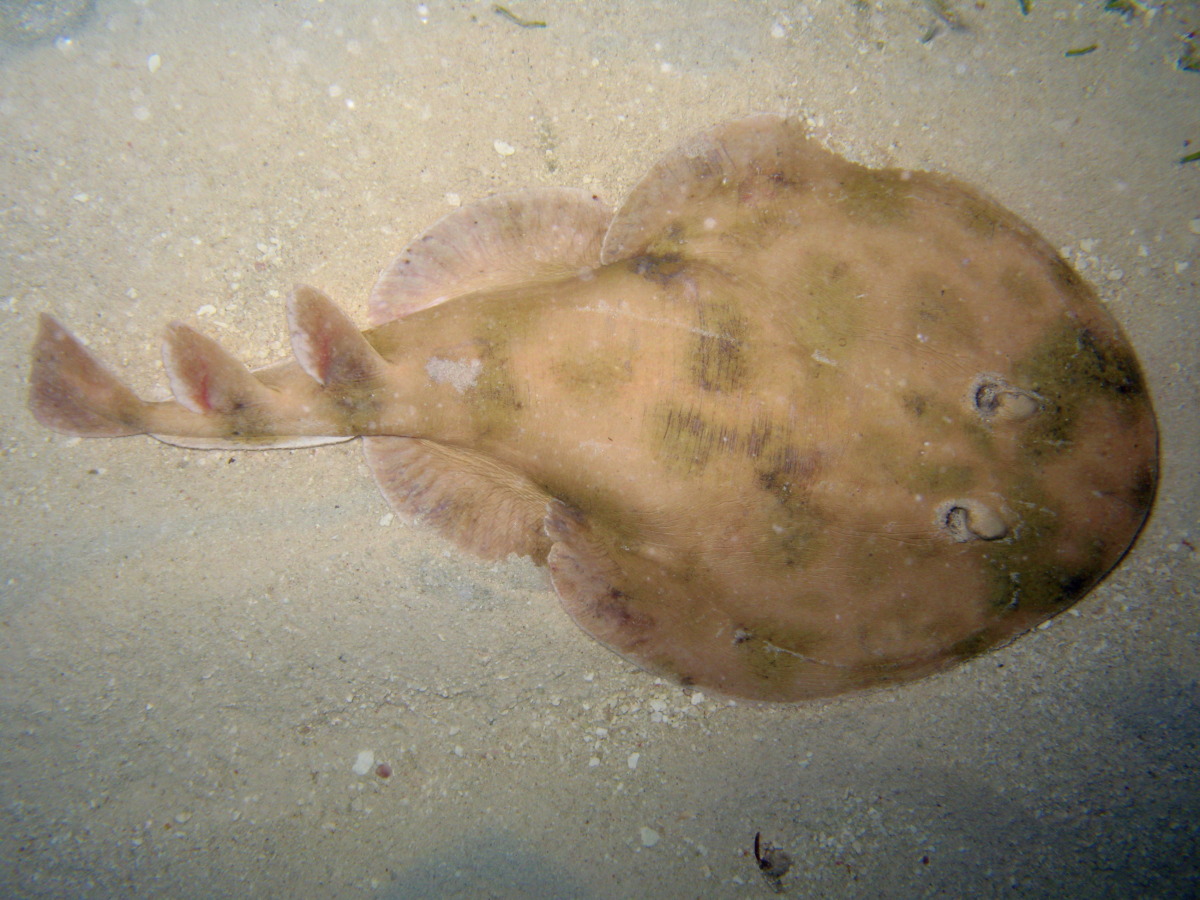 Lesser Electric Ray - Narcine brasiliensis
