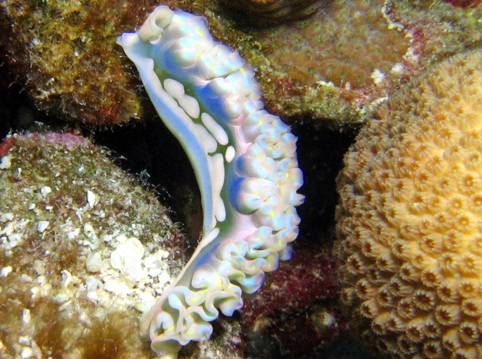 Lettuce Sea Slug - Elysia crispata