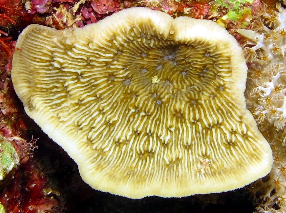 Lithophyllon undulatum - Lithophyllon undulatum - Dumaguete, Philippines