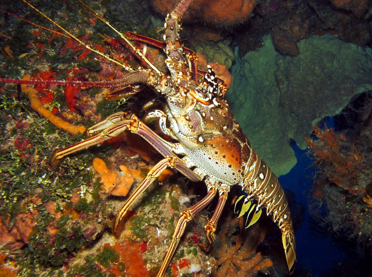 Caribbean Spiny Lobster - Panulirus argus