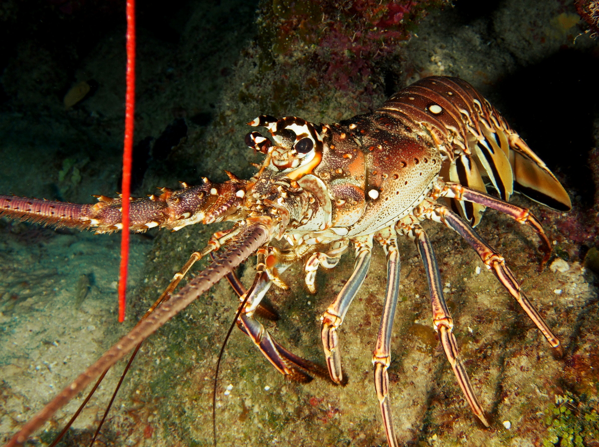 Caribbean Spiny Lobster - Panulirus argus
