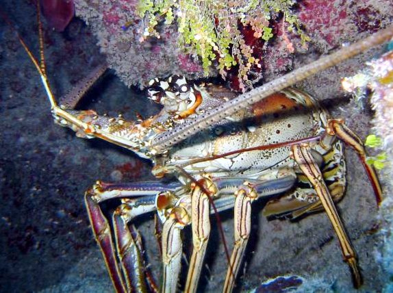 Caribbean Spiny Lobster - Panulirus argus