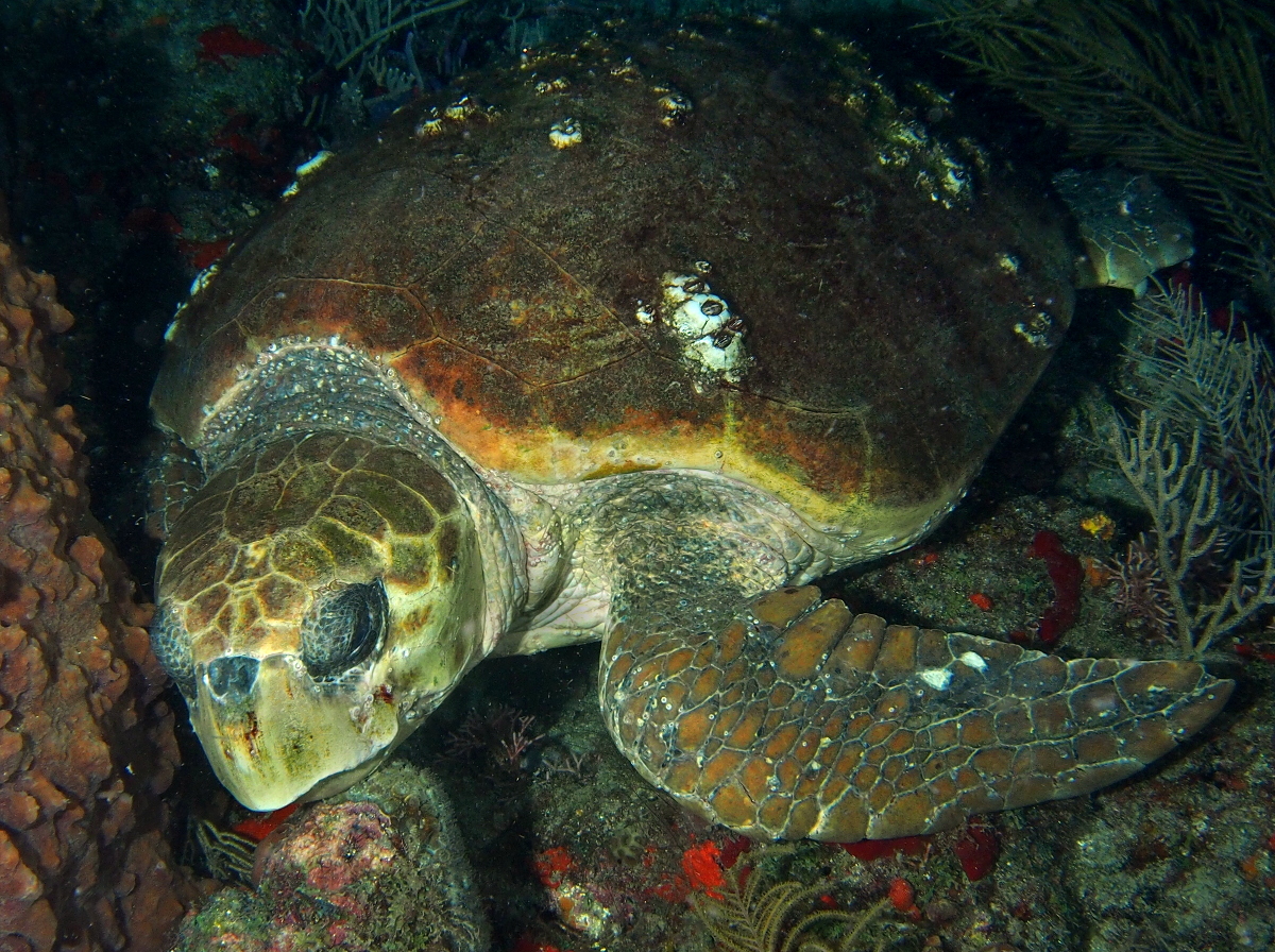 Loggerhead Turtle - Caretta caretta