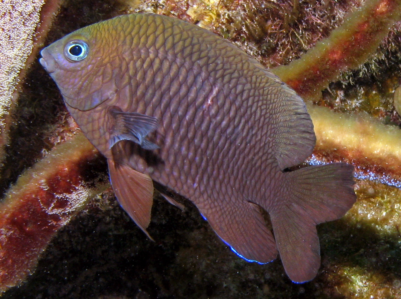 Longfin Damselfish - Stegastes diencaeus