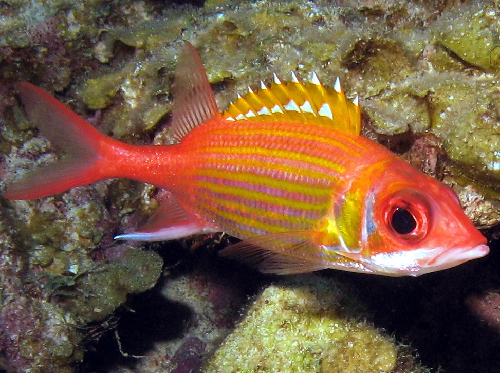 Longjaw Squirrelfish - Neoniphon marianus