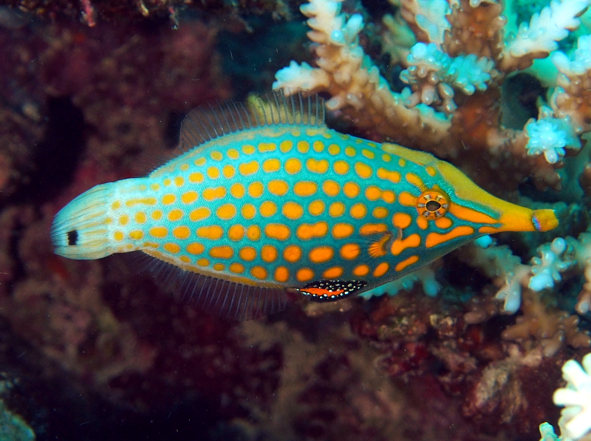Longnose Filefish - Oxymonacanthus longirostris
