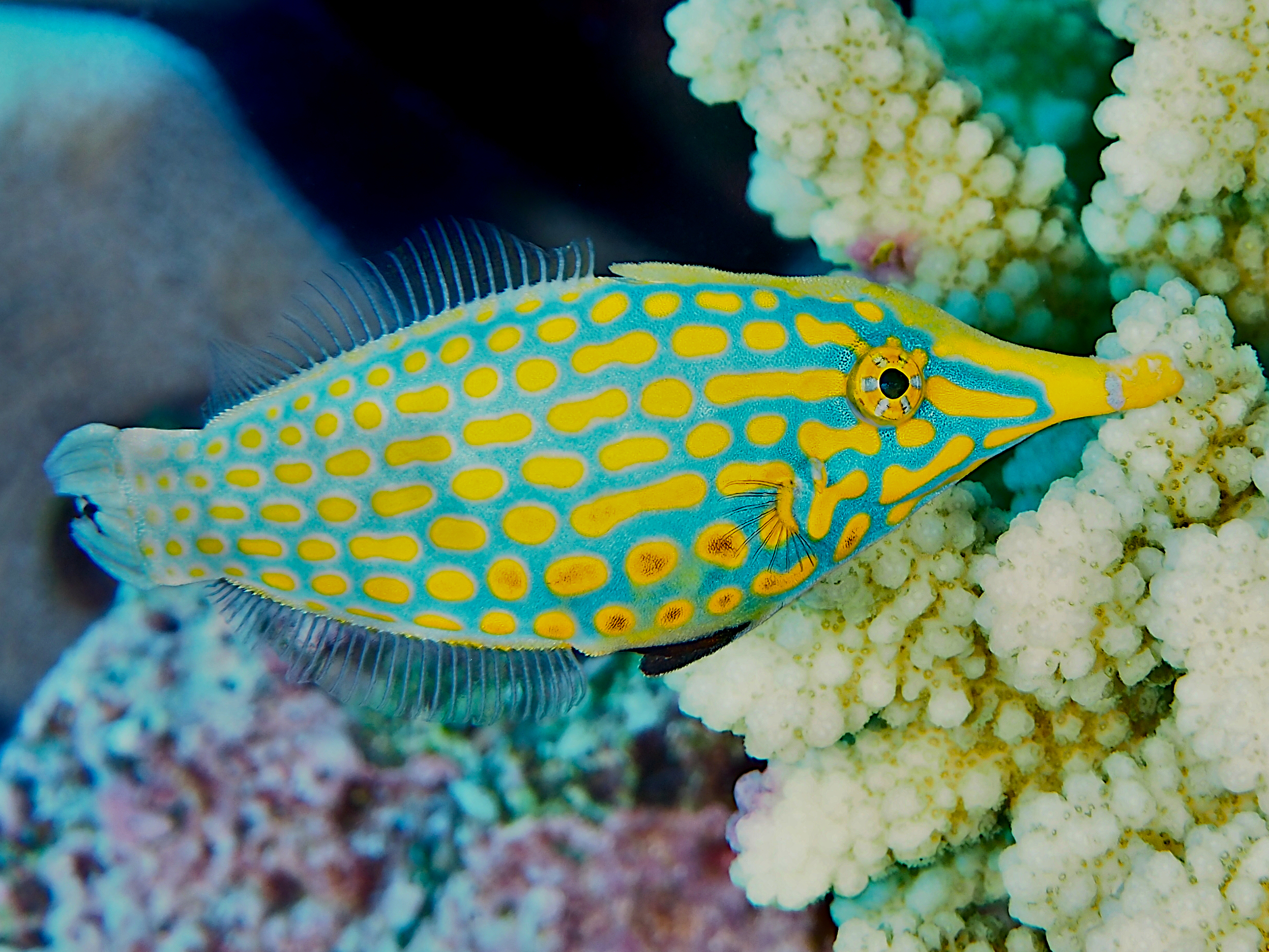 Longnose Filefish - Oxymonacanthus longirostris
