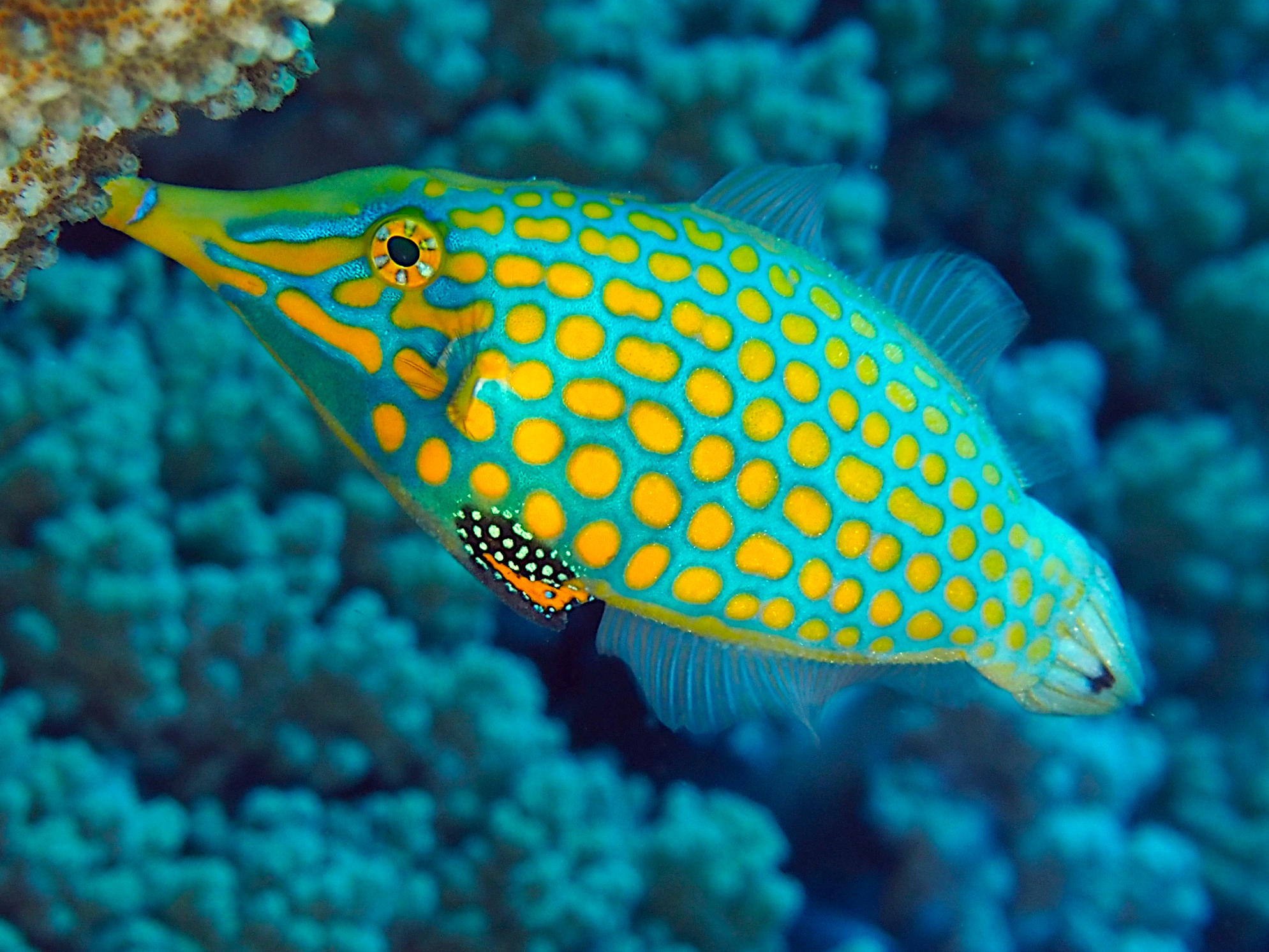 Longnose Filefish - Oxymonacanthus longirostris