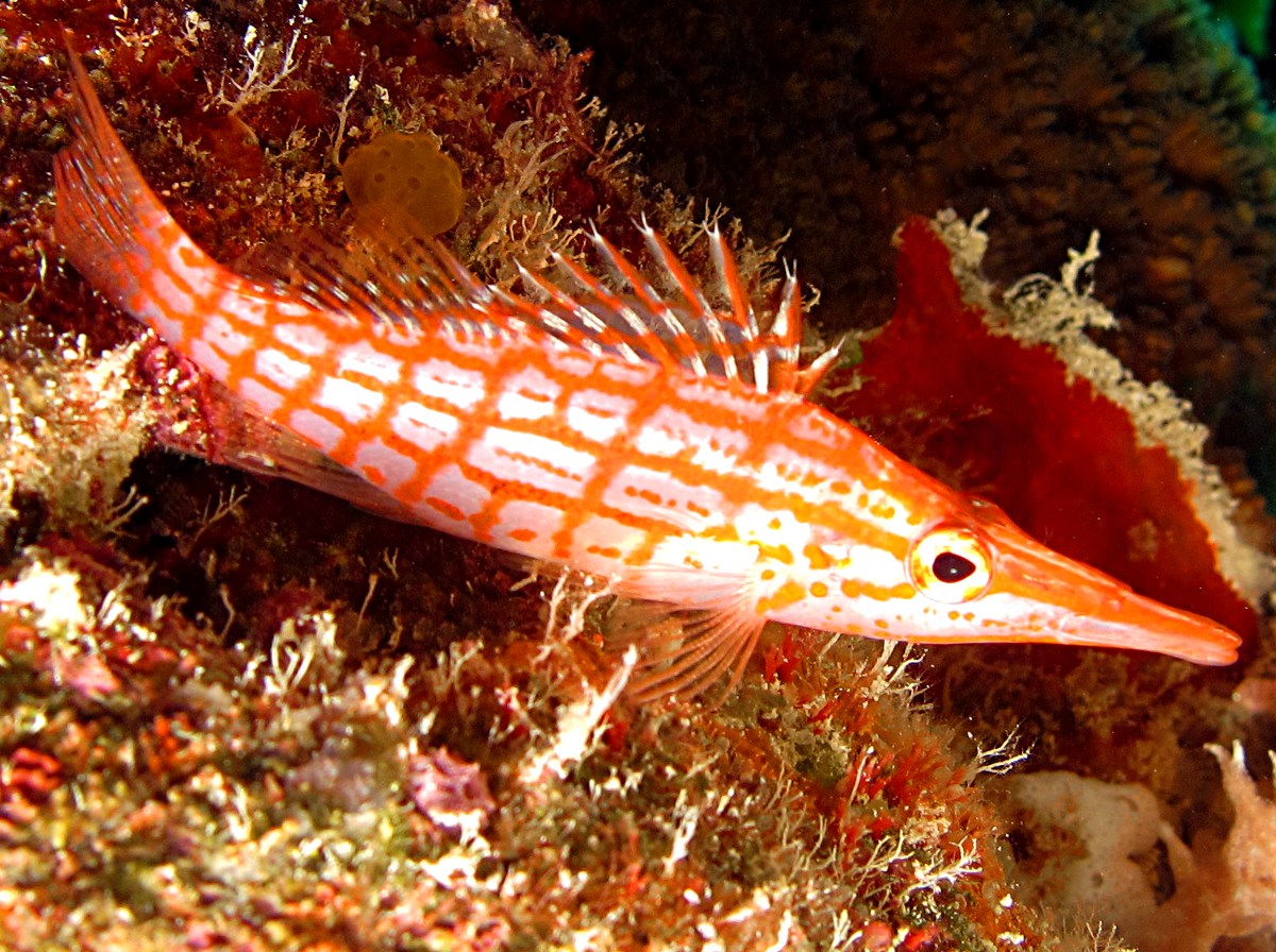 Longnose Hawkfish - Oxycirrhites typus